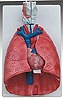 IT-056: Larynx, heart and lung model